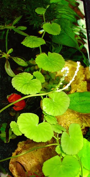 manage your freshwater aquarium