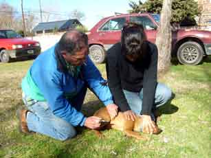 [vacunación-perros.jpg]