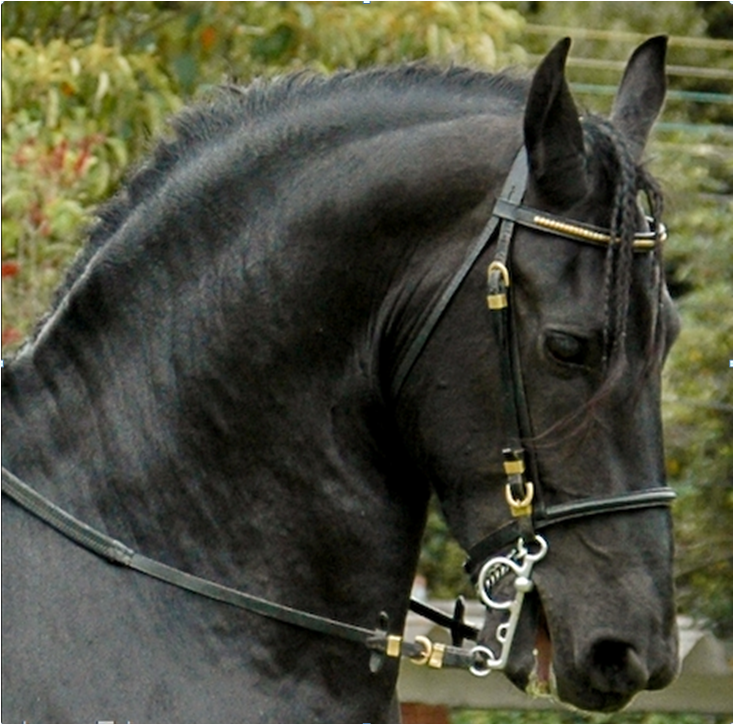 caballo frison colombia