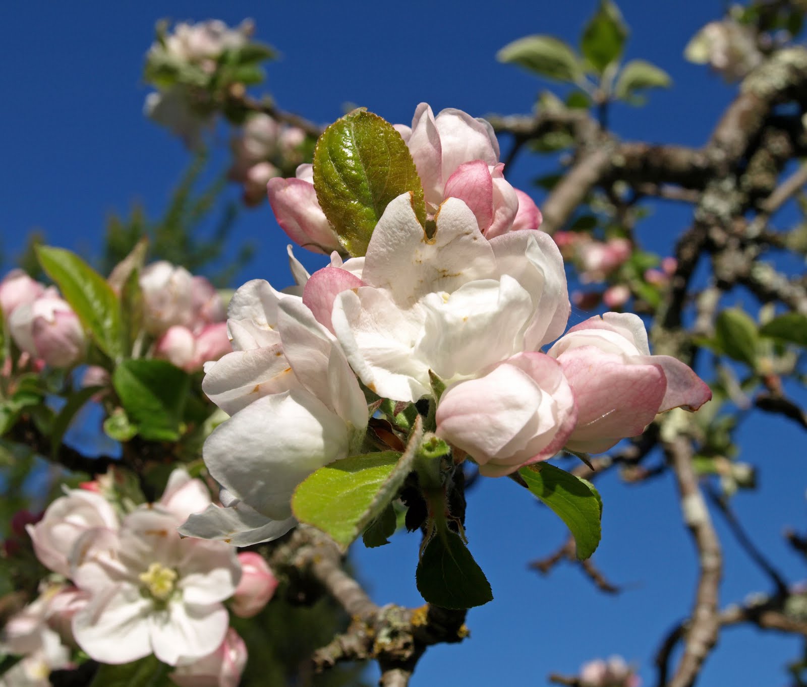Shelley Macdonald Designs Apple Blossom Time