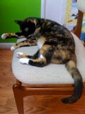 Gigi lounging today, so comfy!  Sunday August 30th