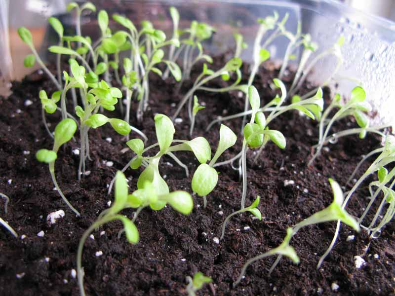 [09+mar2+lettuces.jpg]