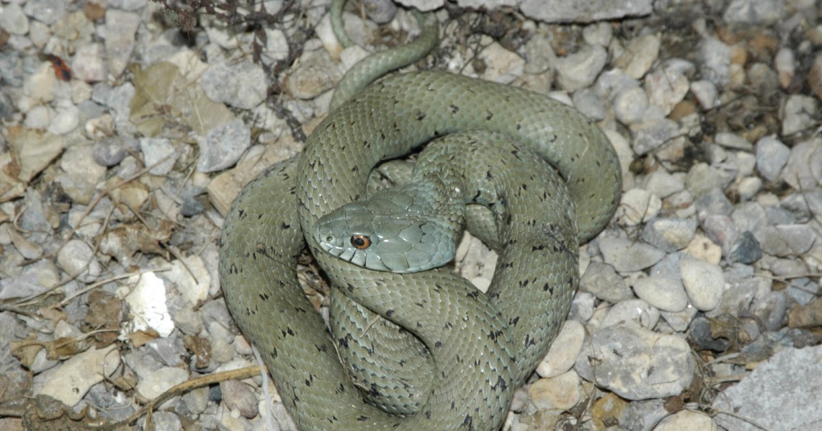 Mediterranean Garden Spain Snakes and Ladders