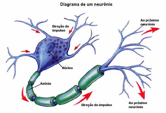 Diagrama de um neurônio