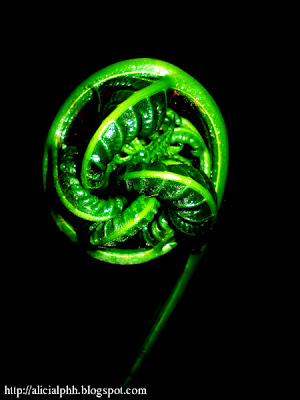 Taman Rimba Komanwel