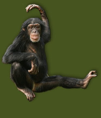 Monkey