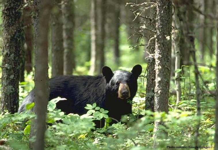 Travel Oyster BEARS IN THE NIGHT