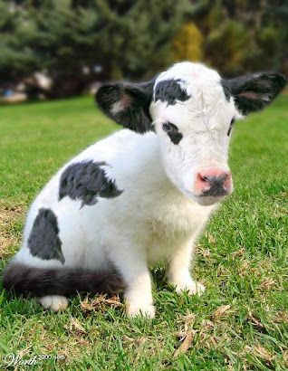 The Cow-Cat