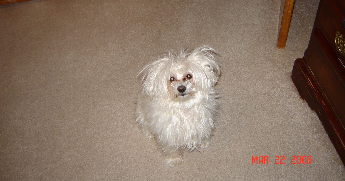 Maltese Care Maltese Puppy Cut Info