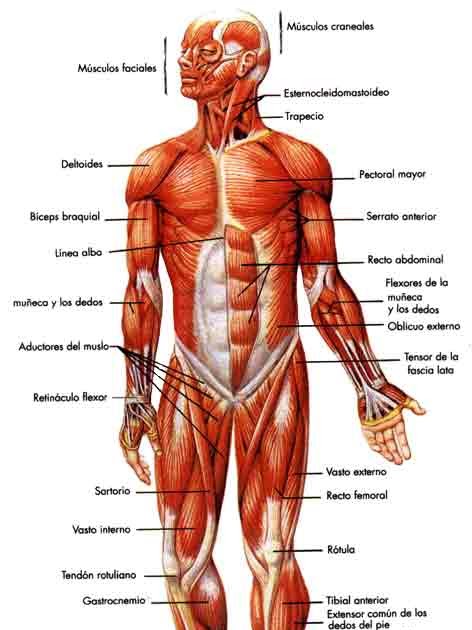 Tejido Animal y Vegetal: Tejido Muscular Tejido Animal y Vegetal: Tejido Muscular