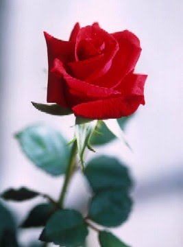 [flor.bmp]