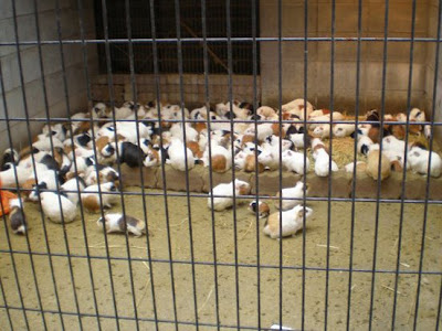 夢見ヶ崎動物公園　モルモット