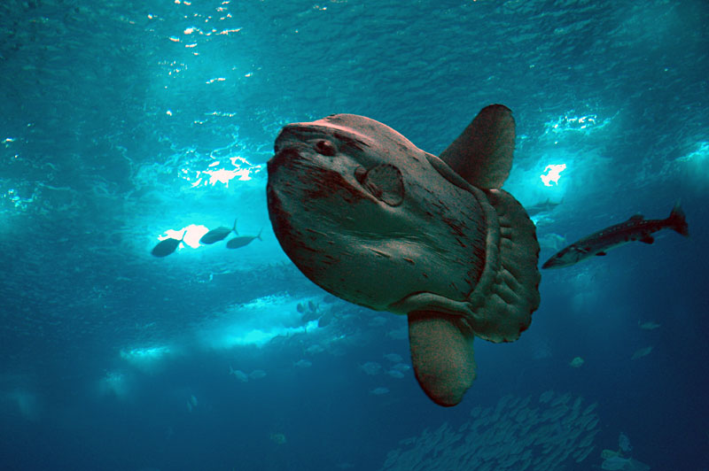 [oceanario.jpg]