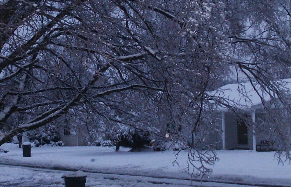 [brian's+tree+close-up.JPG]