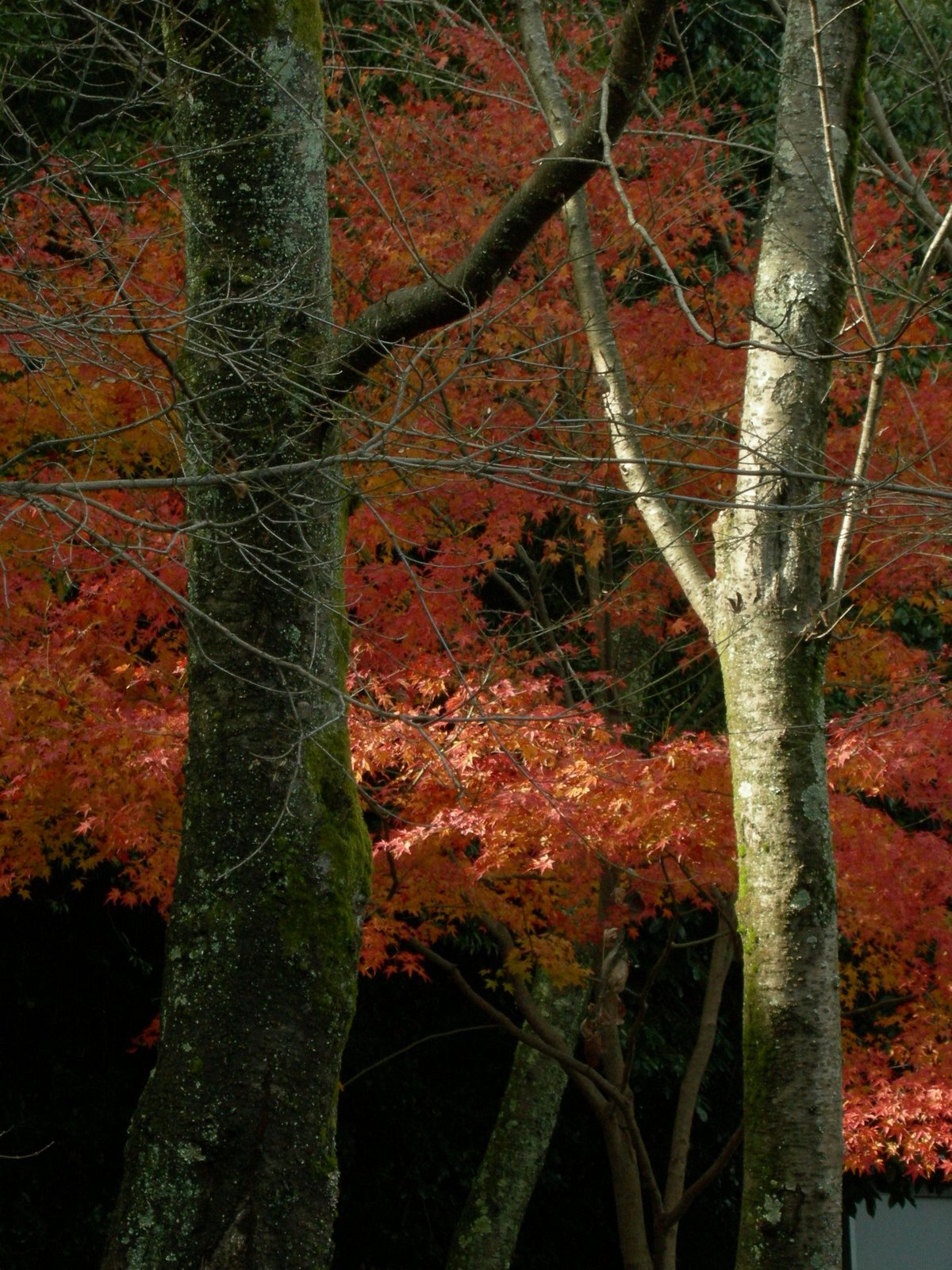 [DSCN0408.JPG]