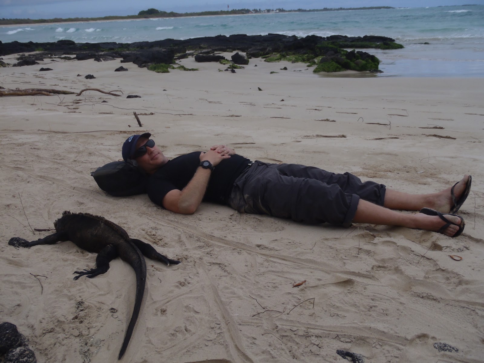 Happy Birthday Iguana