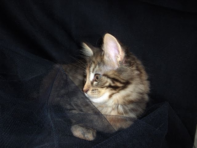 [Alice10semCred.JPG]