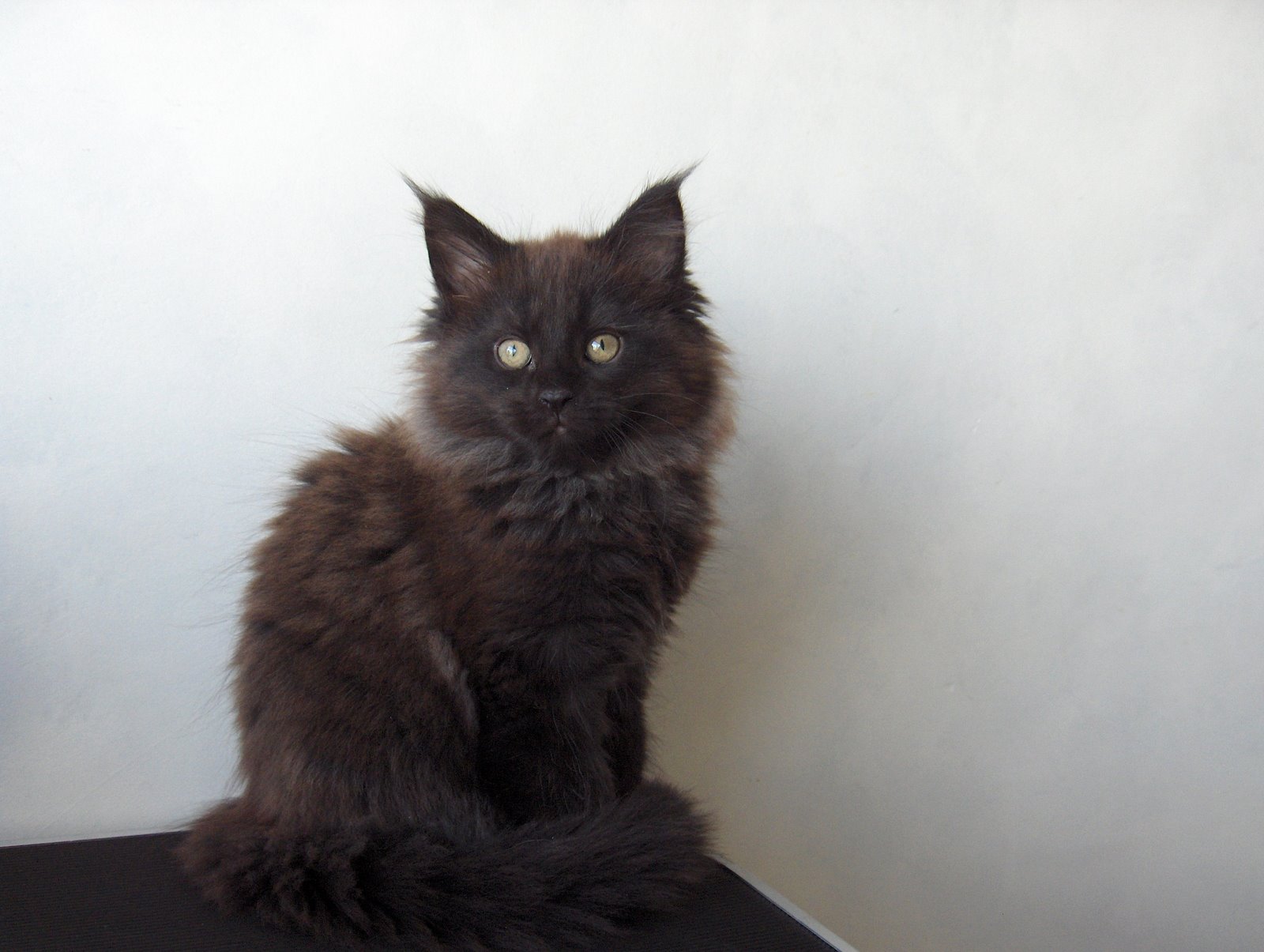 [Sandy+10,5semC.JPG]