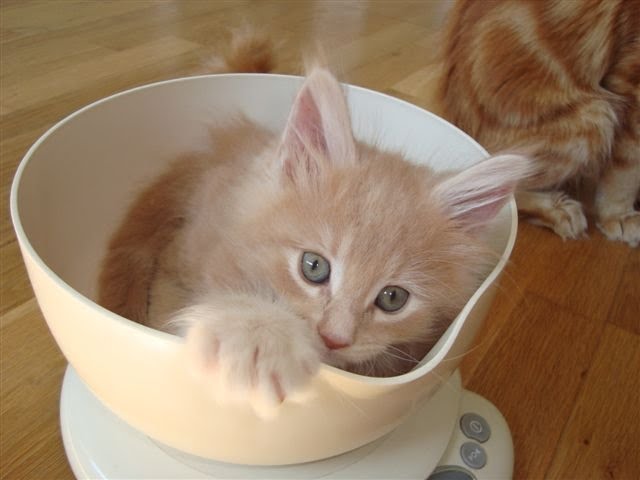 [Midnight+Sun6semA.JPG]