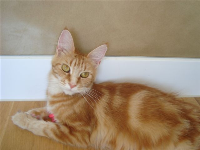 [Ruby0809A.JPG]
