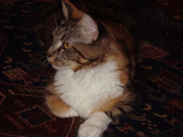 [Rosaline260809A.JPG]