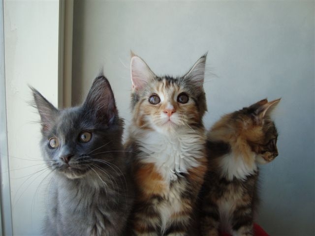 [Trio181009.JPG]
