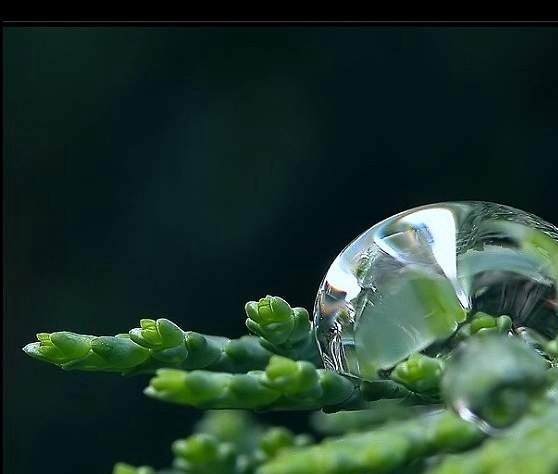 [GOUTTE+D]