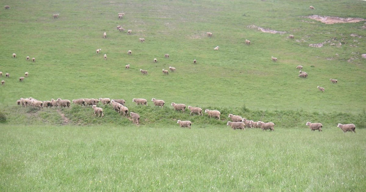 The New Zealand Journal Silver Fern Farms & PGG Wrightson Meat