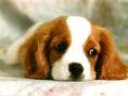 sad puppy face