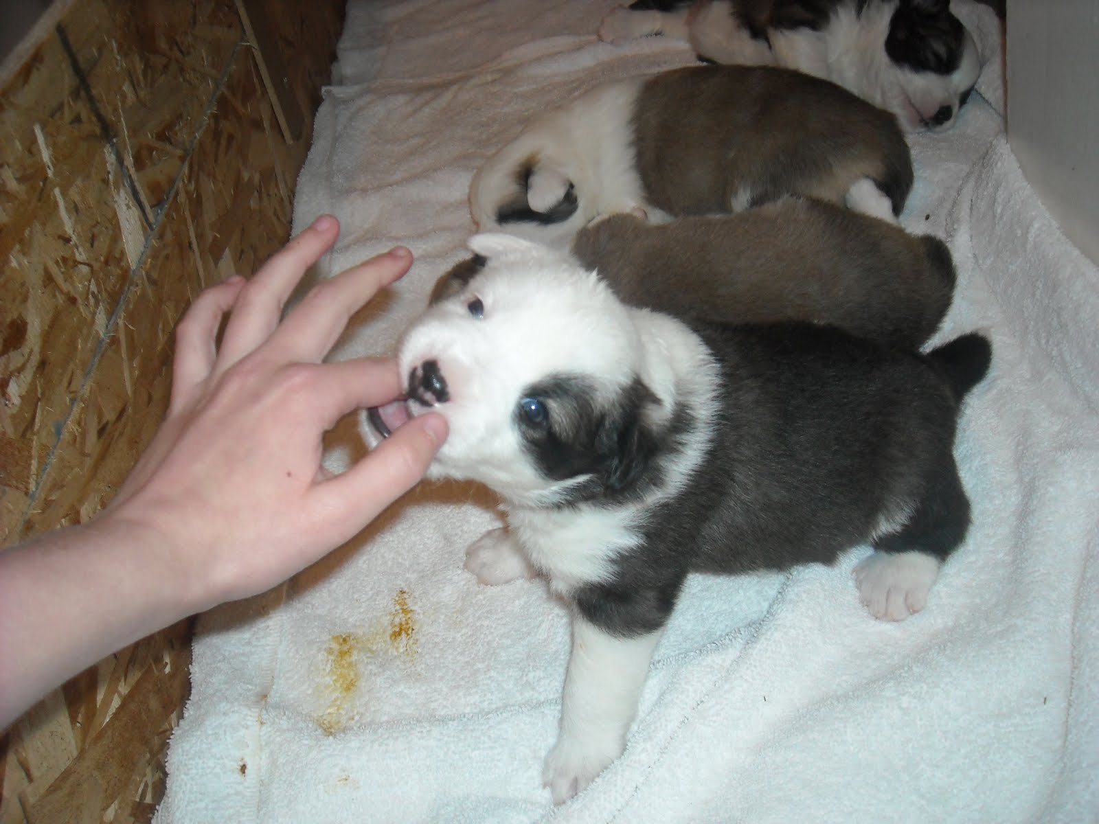 Sykurbær Icelandics KJARTAN male, black and white, double dew claws