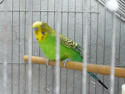 Mi Chikito