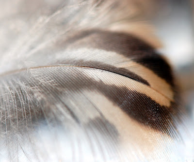 tawny owl feather