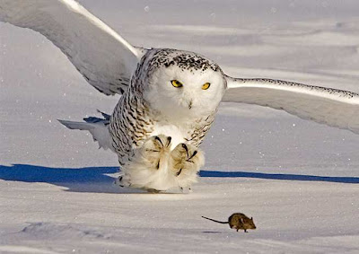 Owl+and+Mouse.jpg
