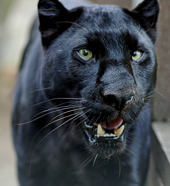 images black panther