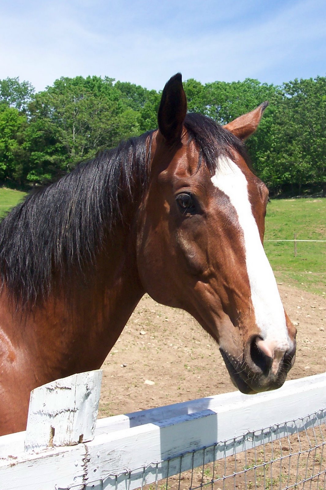 [horse+portrait.jpg]