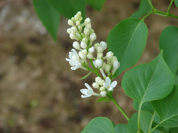 White Lilac