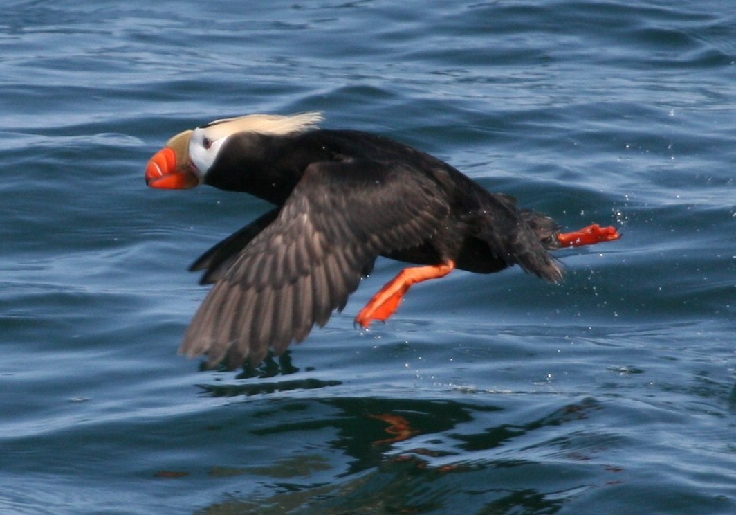 alaska puffin