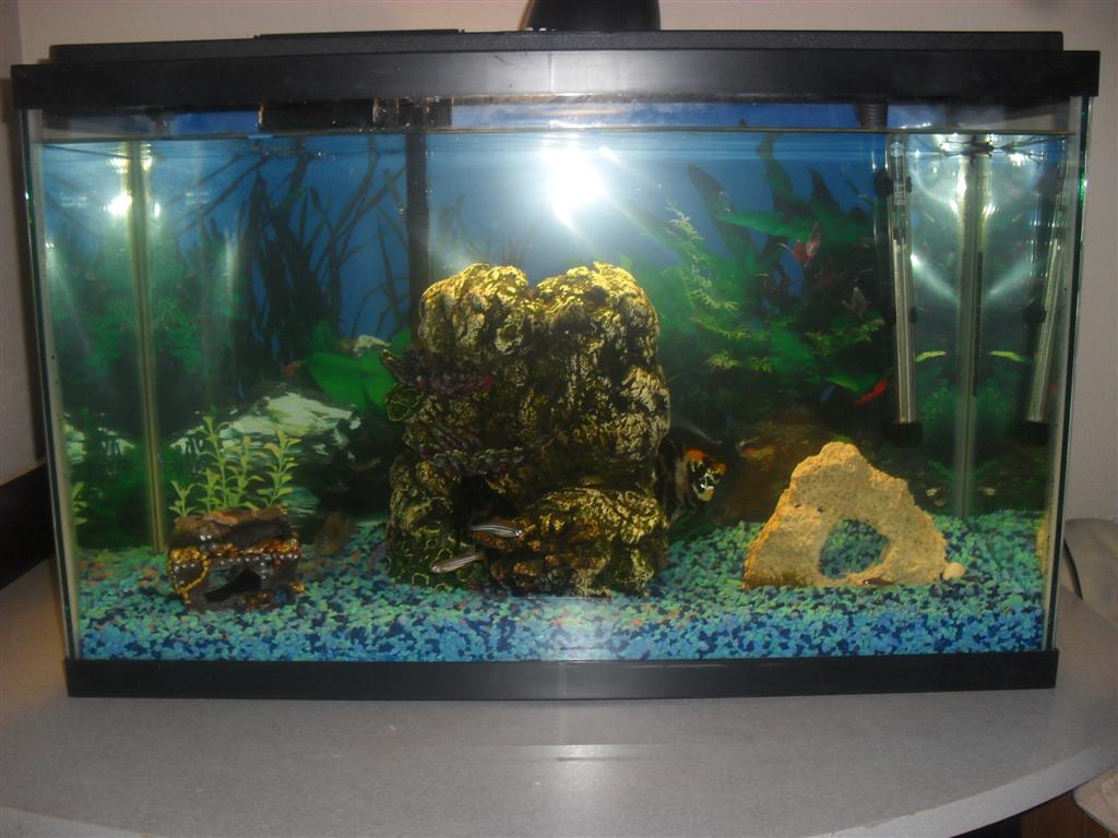 PZ C: fish tank