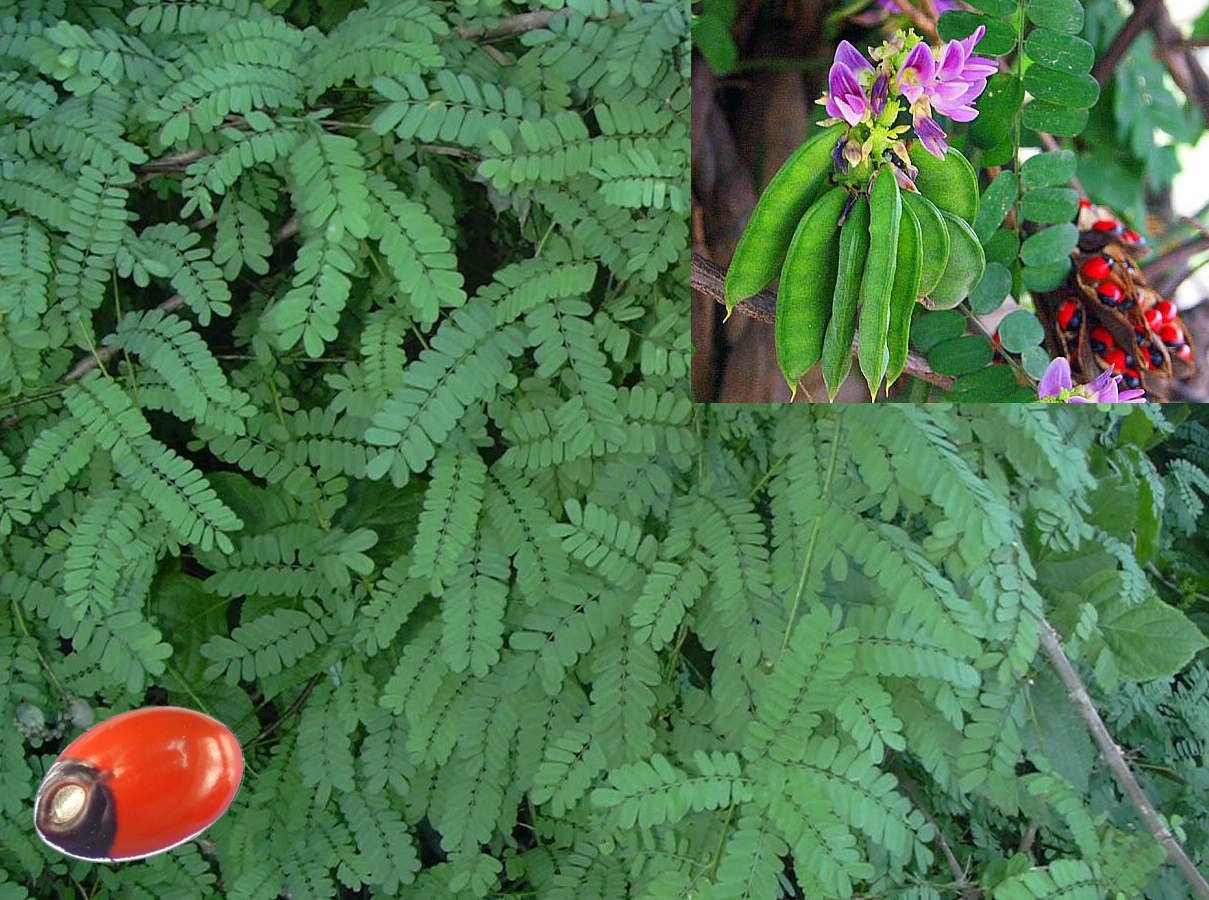 Abrus Precatorius Plant