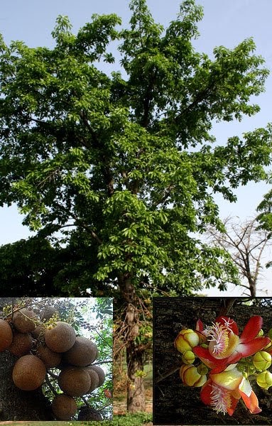 Medicinal Plants Kerala Nagalingam Cannon Ball Tree Couroupita Guianensis