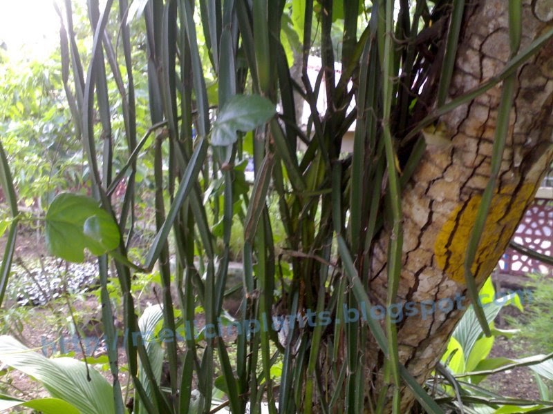 Medicinal Plants Kerala Bone setter / Changalamparanda / Cissus