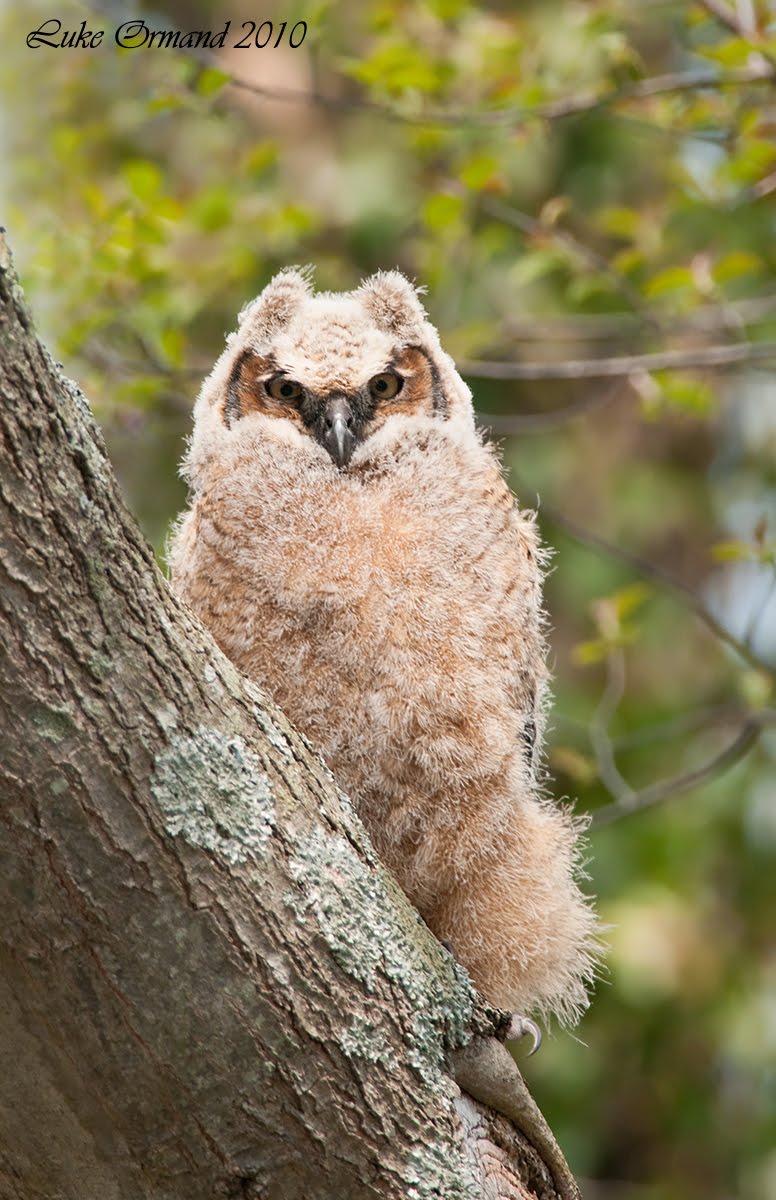 welcome to great horned owl family minute owl
