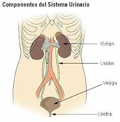 sistema urinario