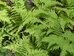 Blue Ridge ferns