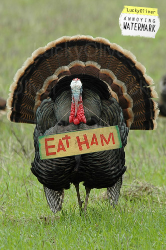 Happy Thanksgiving Turkey