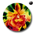 [meflower.gif]