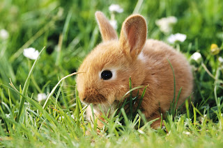 Dwarf Rabbit