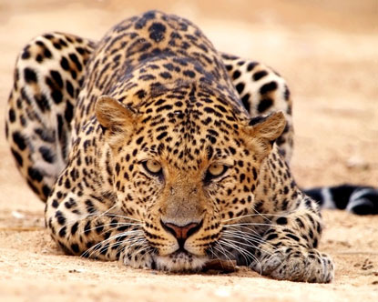 [leopard_3.jpg]