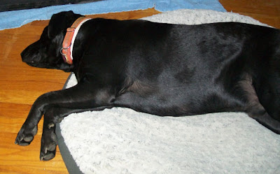 Arthur sprawled out on his dog bed