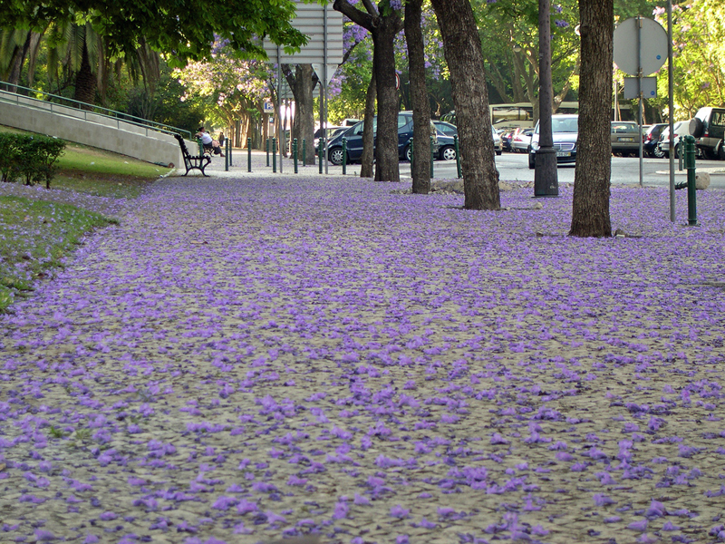 [jacarand1ag3.png]